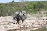 SPITZ ALLEMAND 026